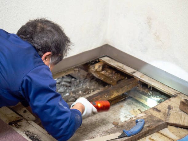 Certified Mold Removal in Greenock, PA