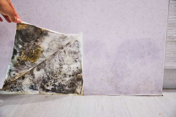 Greenock, PA Mold Removal Company